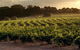 Margaret River Wineries, Caves, Ocean And Karri - Air & Ground Tour - thumb 4