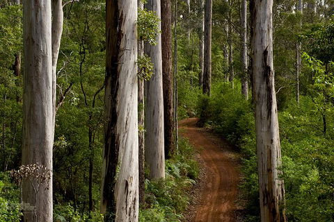 Margaret River Wineries, Caves, Ocean And Karri - Air & Ground Tour - Accommodation Kalgoorlie 3