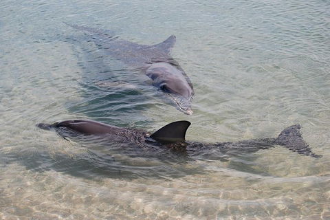 Monkey Mia Dolphins & Shark Bay Air Tour From Perth - Accommodation Kalgoorlie 4
