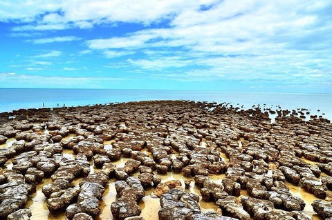 Monkey Mia Dolphins & Shark Bay Air Tour From Perth - Accommodation Kalgoorlie 9