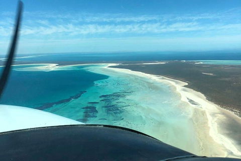 Monkey Mia Dolphins & Shark Bay Air Tour From Perth - Accommodation Kalgoorlie 8