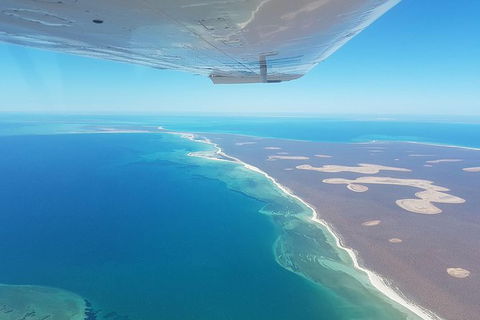 Monkey Mia Dolphins & Shark Bay Air Tour From Perth - Accommodation Kalgoorlie 3