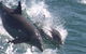Swim With Dolphins Day Trip From Perth - thumb 2