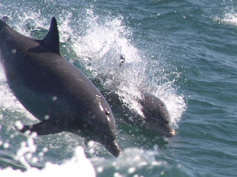 Swim With Dolphins Day Trip From Perth - Accommodation Kalgoorlie 2