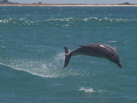 Swim With Dolphins Day Trip From Perth - Accommodation Kalgoorlie 3