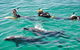 Swim With Dolphins Day Trip From Perth - thumb 0