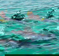 Swim with Dolphins Day Trip from Perth - Accommodation Kalgoorlie