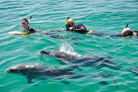 Swim With Dolphins Day Trip From Perth - Accommodation Kalgoorlie 0