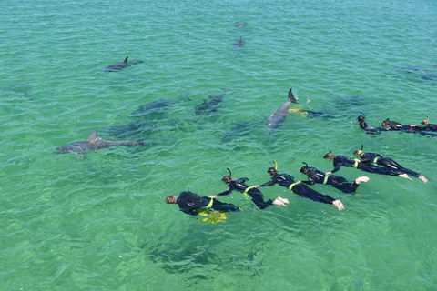 Swim With Dolphins Day Trip From Perth - Accommodation Kalgoorlie 1