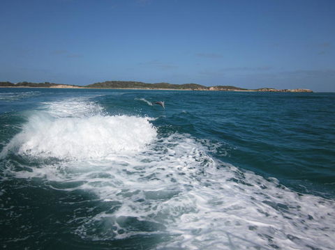 Swim With Dolphins Day Trip From Perth - Accommodation Kalgoorlie 4
