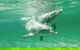 Swim With Dolphins Day Trip From Perth - thumb 10