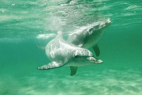 Swim With Dolphins Day Trip From Perth - Accommodation Kalgoorlie 10