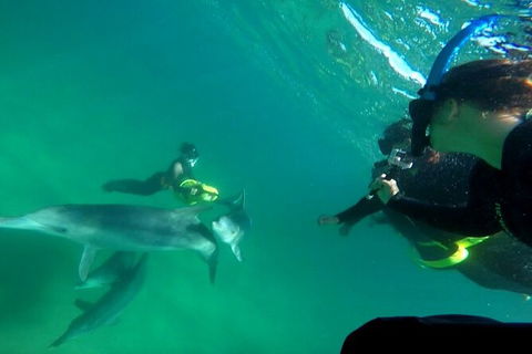 Swim With Dolphins Day Trip From Perth - Accommodation Kalgoorlie 9