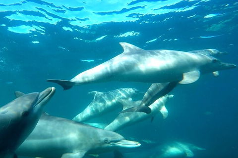 Swim With Dolphins Day Trip From Perth - Accommodation Kalgoorlie 7