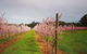 Small-Group Bickley Valley Wine Tour - thumb 11
