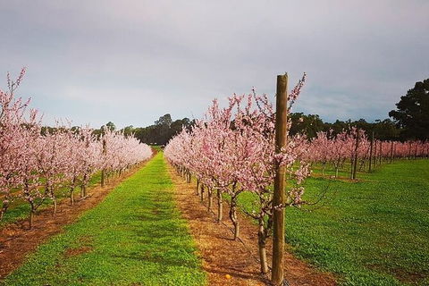 Small-Group Bickley Valley Wine Tour - Accommodation Kalgoorlie 11