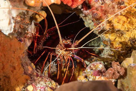 Discover Local Scuba Diving In Perth - Accommodation Kalgoorlie 1