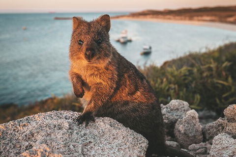 Rottnest Island Roundtrip Fast Ferry From Hillarys Boat Harbour - Accommodation Kalgoorlie 5