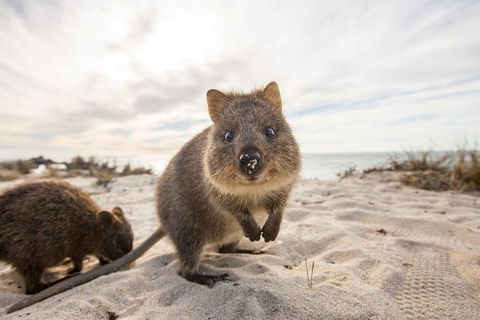 Rottnest Bayseeker Bus Tour From Hillarys Boat Harbour - Accommodation Kalgoorlie 5