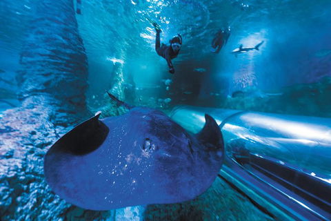 Snorkel With Sharks At AQWA - Accommodation Kalgoorlie 1