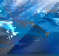 Snorkel with Sharks at AQWA - Accommodation Kalgoorlie