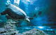 Snorkel With Sharks At AQWA - thumb 6