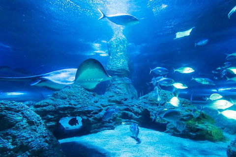 Snorkel With Sharks At AQWA - Accommodation Kalgoorlie 4