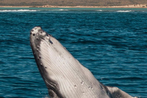 VIP Luxury Chartered Escapes, Exploring The Reef At Your Own Pace - Accommodation Kalgoorlie 3