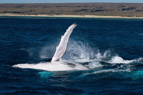VIP Luxury Chartered Escapes, Exploring The Reef At Your Own Pace - Accommodation Kalgoorlie 7