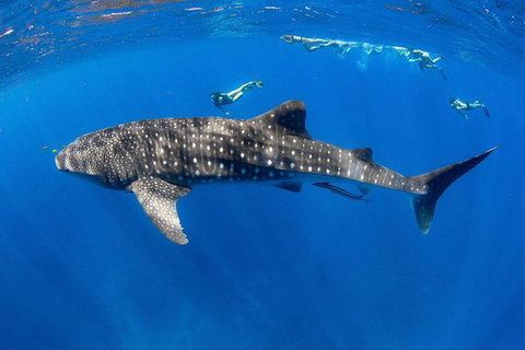 VIP Luxury Chartered Escapes, Exploring The Reef At Your Own Pace - Accommodation Kalgoorlie 27
