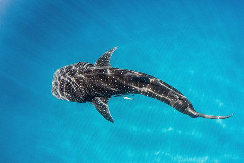 VIP Luxury Chartered Escapes, Exploring The Reef At Your Own Pace - Accommodation Kalgoorlie 18