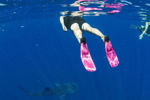 VIP Luxury Chartered Escapes, Exploring The Reef At Your Own Pace - Accommodation Kalgoorlie 49