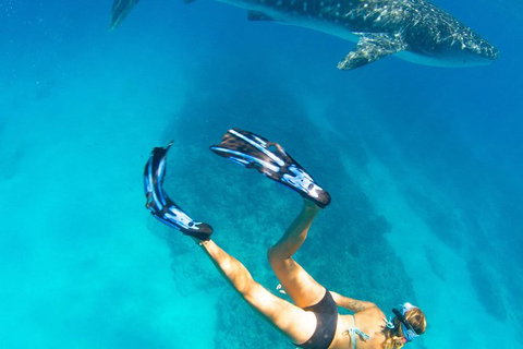 VIP Luxury Chartered Escapes, Exploring The Reef At Your Own Pace - Accommodation Kalgoorlie 26