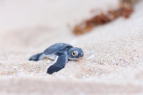 VIP Luxury Chartered Escapes, Exploring The Reef At Your Own Pace - Accommodation Kalgoorlie 6