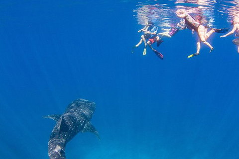 VIP Luxury Chartered Escapes, Exploring The Reef At Your Own Pace - Accommodation Kalgoorlie 22