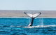VIP Luxury Chartered Escapes, Exploring The Reef At Your Own Pace - thumb 12