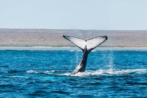 VIP Luxury Chartered Escapes, Exploring The Reef At Your Own Pace - Accommodation Kalgoorlie 12