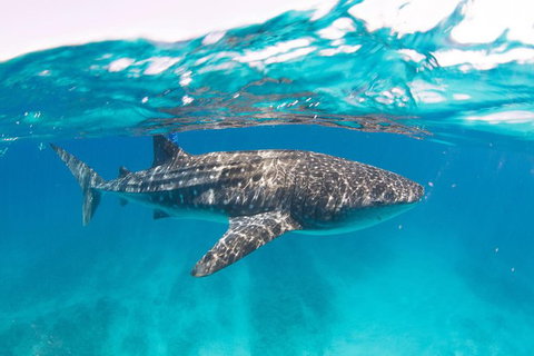 VIP Luxury Chartered Escapes, Exploring The Reef At Your Own Pace - Accommodation Kalgoorlie 15