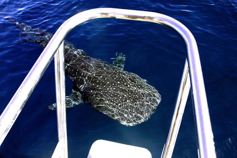 VIP Luxury Chartered Escapes, Exploring The Reef At Your Own Pace - Accommodation Kalgoorlie 11
