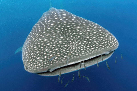VIP Luxury Chartered Escapes, Exploring The Reef At Your Own Pace - Accommodation Kalgoorlie 46