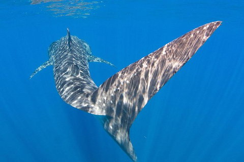 VIP Luxury Chartered Escapes, Exploring The Reef At Your Own Pace - Accommodation Kalgoorlie 37