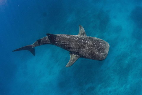 VIP Luxury Chartered Escapes, Exploring The Reef At Your Own Pace - Accommodation Kalgoorlie 34