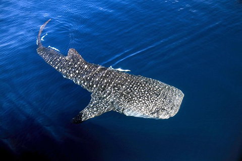 VIP Luxury Chartered Escapes, Exploring The Reef At Your Own Pace - Accommodation Kalgoorlie 30