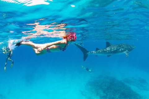 VIP Luxury Chartered Escapes, Exploring The Reef At Your Own Pace - Accommodation Kalgoorlie 35