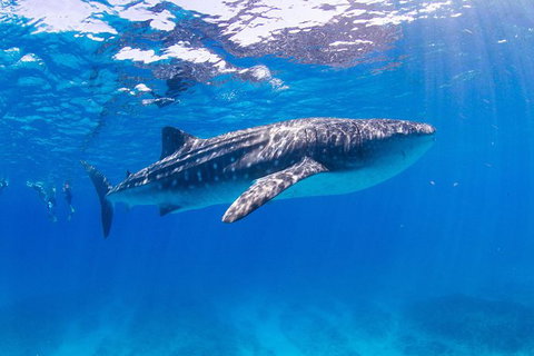 VIP Luxury Chartered Escapes, Exploring The Reef At Your Own Pace - Accommodation Kalgoorlie 9