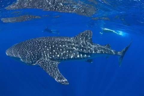 VIP Luxury Chartered Escapes, Exploring The Reef At Your Own Pace - Accommodation Kalgoorlie 31