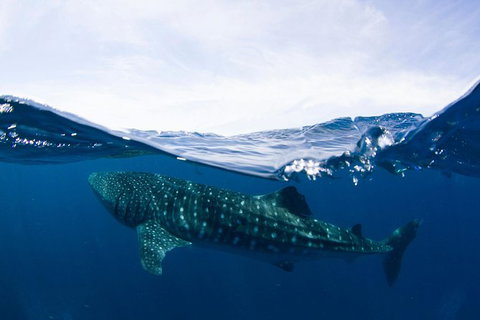 VIP Luxury Chartered Escapes, Exploring The Reef At Your Own Pace - Accommodation Kalgoorlie 51