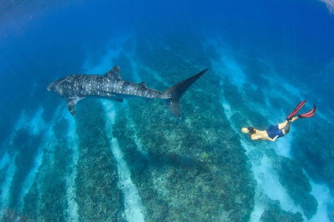 VIP Luxury Chartered Escapes, Exploring The Reef At Your Own Pace - Accommodation Kalgoorlie 47