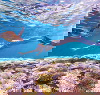 7-Day Exmouth Explorer via Pinnacles Monkey Mia Ningaloo Reef returning to Perth - Accommodation Kalgoorlie