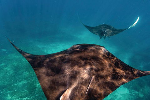 7-Day Exmouth Explorer Via Pinnacles Monkey Mia Ningaloo Reef Returning To Perth - Accommodation Kalgoorlie 8